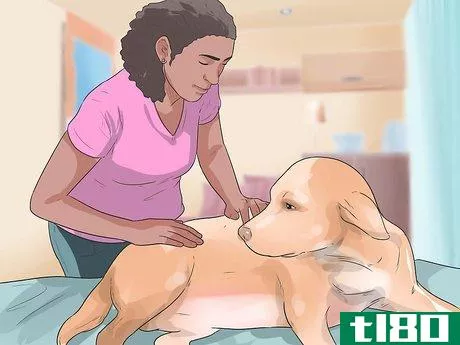 Image titled Treat Neck Pain in Dogs Step 6