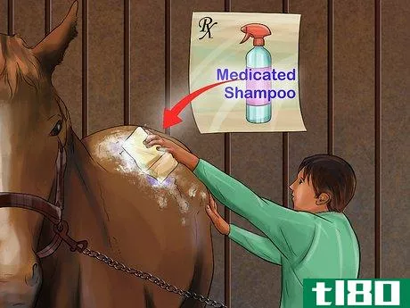 Image titled Treat Skin Disorders in Horses Step 5