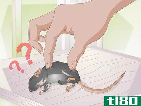 Image titled Treat Pinworms in Mice Step 4