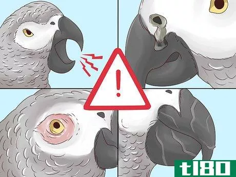 Image titled Treat Nutritional Deficiencies in African Grey Parrots Step 1