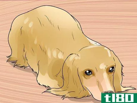 Image titled Treat Neck Pain in Dogs Step 8