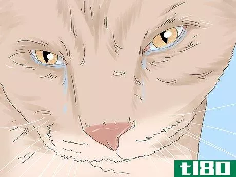 Image titled Treat Watery Eyes in Cats Step 1