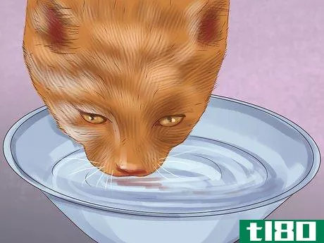 Image titled Treat Urinary Incontinence in Cats Step 5