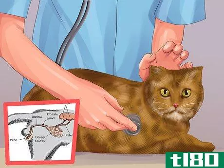 Image titled Treat Urinary Incontinence in Cats Step 8