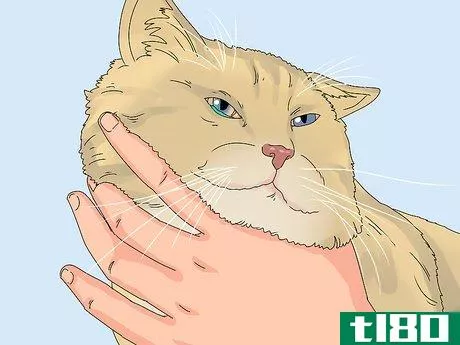 Image titled Treat Watery Eyes in Cats Step 17