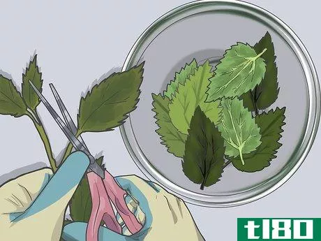 Image titled Use Nettle Leaf Step 13