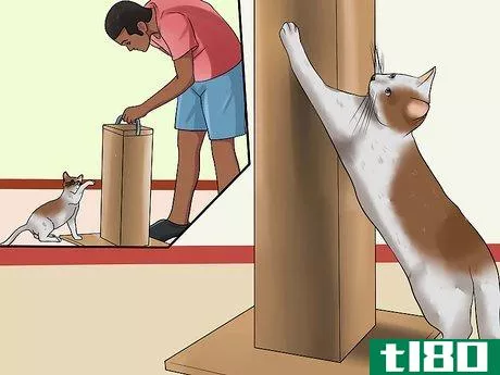 Image titled Stop a Cat from Chewing Step 16