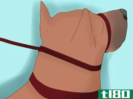 Image titled Use a Halter Collar on a Dog Step 3