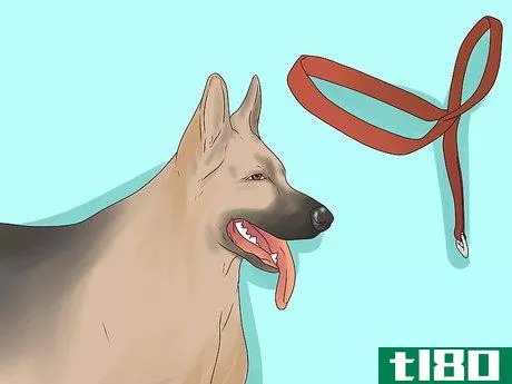 Image titled Use a Halter Collar on a Dog Step 1