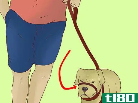 Image titled Use a Halter Collar on a Dog Step 5