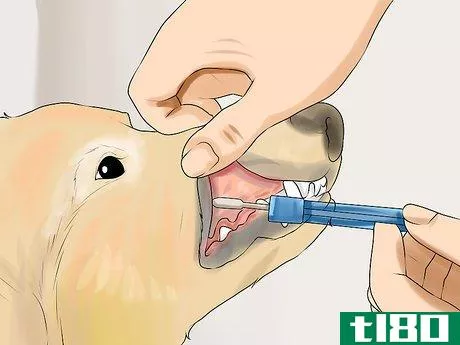 Image titled Test Dog DNA and Analyze Parentage Step 5