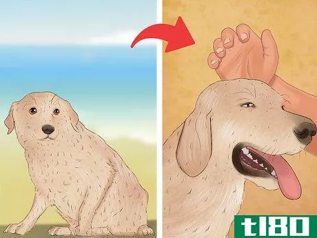 Image titled Take Pets on Beach Vacations Step 17
