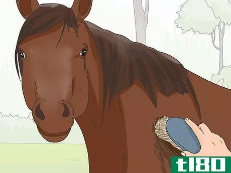 Image titled Teach Your Horse to Stop Biting Step 3
