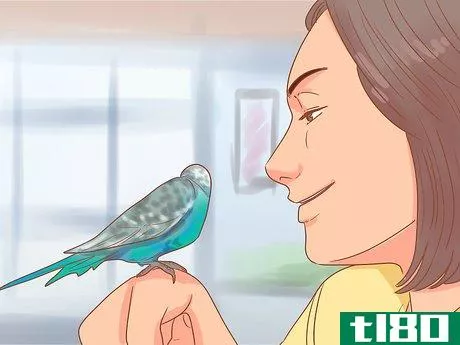 Image titled Teach Your Parakeet to Love You Step 7