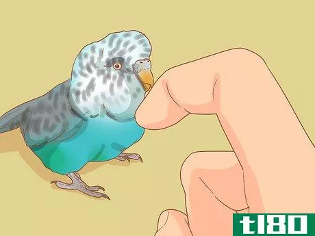 Image titled Teach Your Parakeet to Love You Step 8