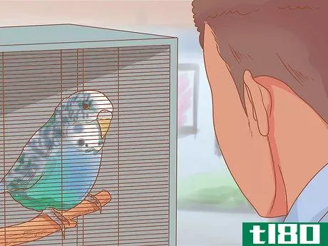 Image titled Teach Your Parakeet to Love You Step 2