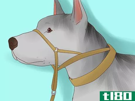 Image titled Use a Halter Collar on a Dog Step 4