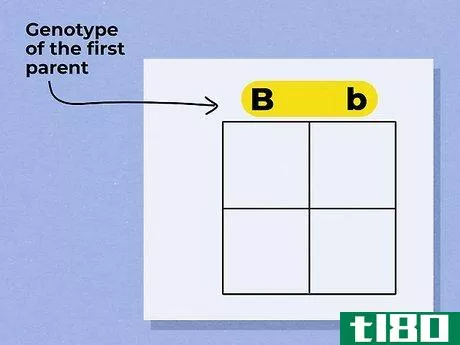 Image titled Use a Punnett Square to Do a Monohybrid Cross Step 3