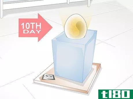 Image titled Use an Incubator to Hatch Eggs Step 18