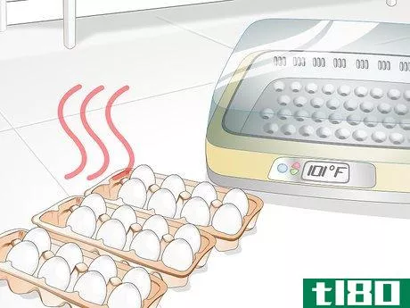 Image titled Use an Incubator to Hatch Eggs Step 10