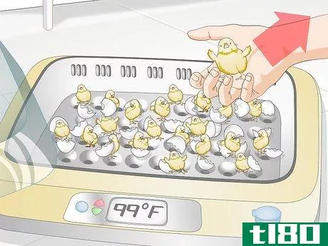 Image titled Use an Incubator to Hatch Eggs Step 26