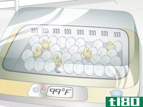 Image titled Use an Incubator to Hatch Eggs Step 25