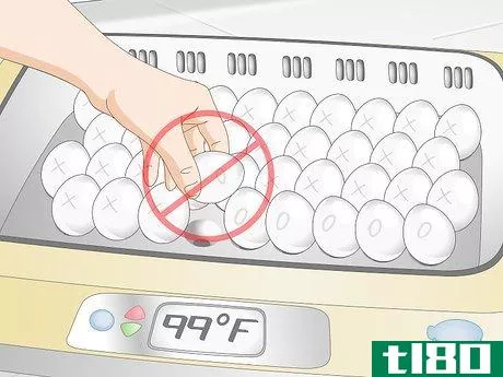 Image titled Use an Incubator to Hatch Eggs Step 22