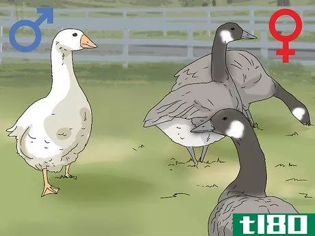 Image titled Breed Geese Step 6