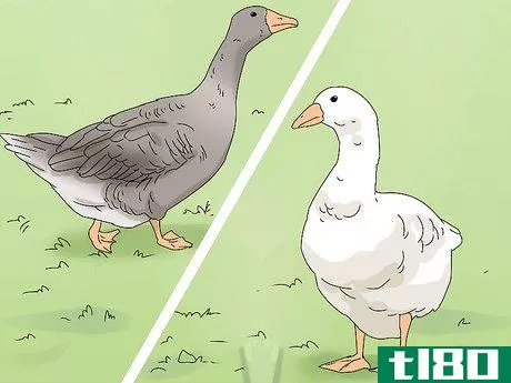 Image titled Breed Geese Step 1