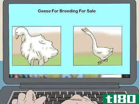 Image titled Breed Geese Step 4