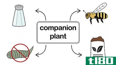 Image titled Companion Plant Step 1