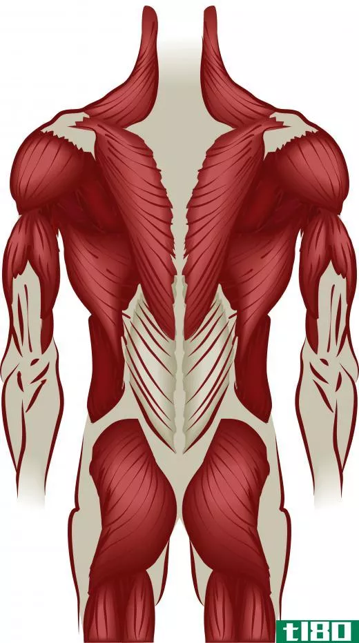 The clean and press uses the muscles in the arms, back, and legs.