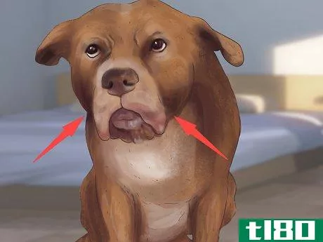 Image titled Recognize Fear in Dogs Step 3