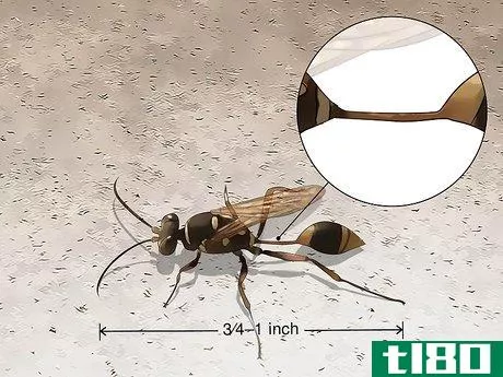 Image titled Identify Wasps Step 6