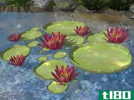 Image titled Remove Algae from a Pond Without Harming Fish Step 8