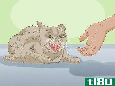 Image titled Tell if Your Cat Wants Another Cat Step 9