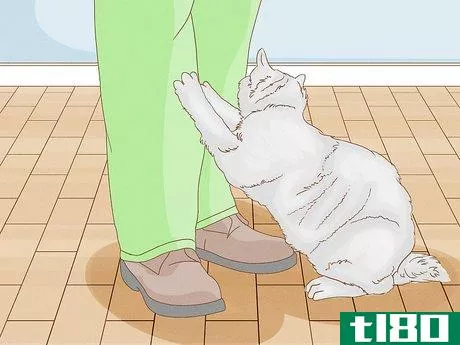 Image titled Tell if Your Cat Wants Another Cat Step 1