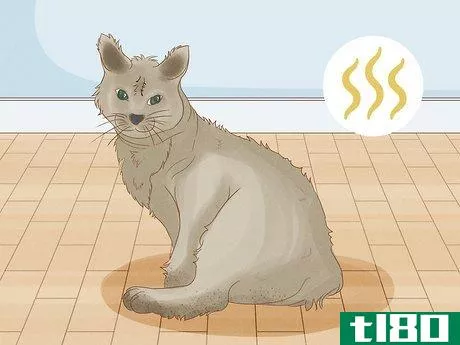 Image titled Tell if Your Cat Wants Another Cat Step 7