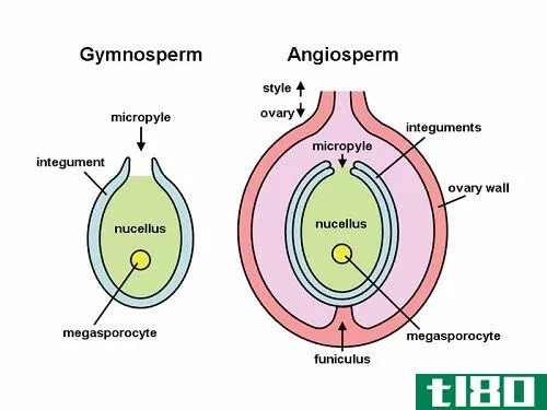 裸子植物(gymnosperms)和被子植物(angiosperms)的相似点