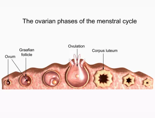 卵子发生(oogenesis)和精子发生(spermatogenesis)的相似点
