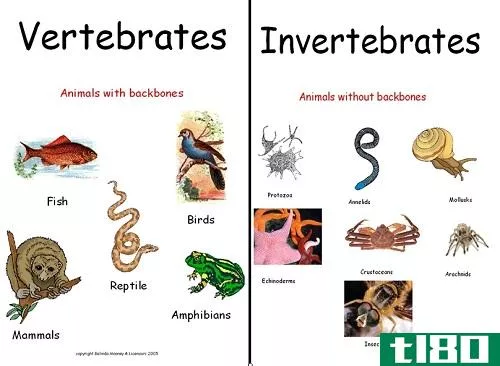 脊椎动物(vertebrates)和无脊椎动物(invertebrates)的相似点