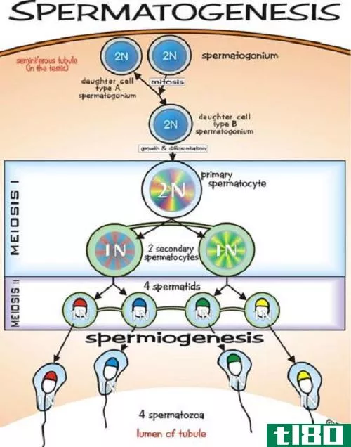 卵子发生(oogenesis)和精子发生(spermatogenesis)的相似点