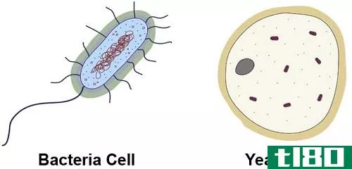 细菌(bacteria)和真菌(fungi)的相似点
