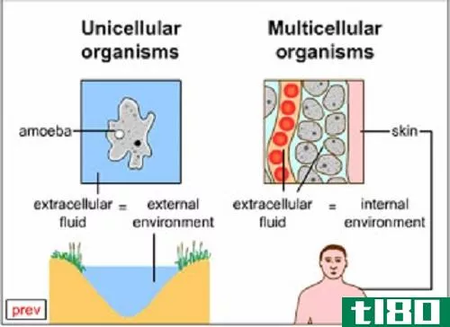 单细胞(unicellular)和多细胞生物(multicellular organisms)的相似点