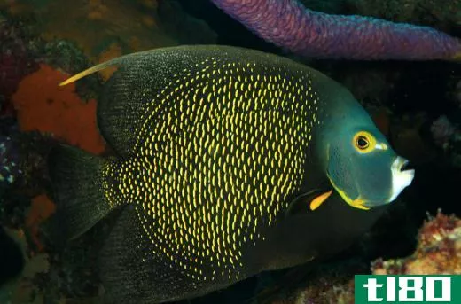 The coral beauty angelfish makes an excellent aquarium fish.