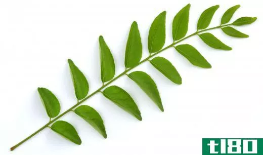 Curry leaves.