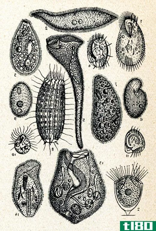 The protists are a group of life forms that are neither plant nor animal.