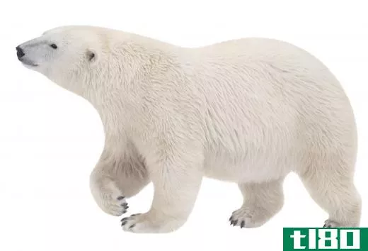 A polar bear's fur and blubber help it to keep warm.