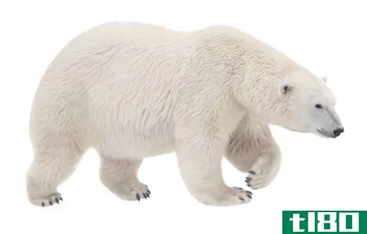 In a classic example, biomagnified pollutants follow the food chain to polar bears.