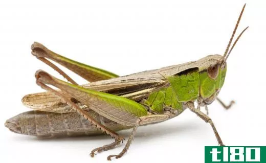 Crickets are closely related to the grasshopper.